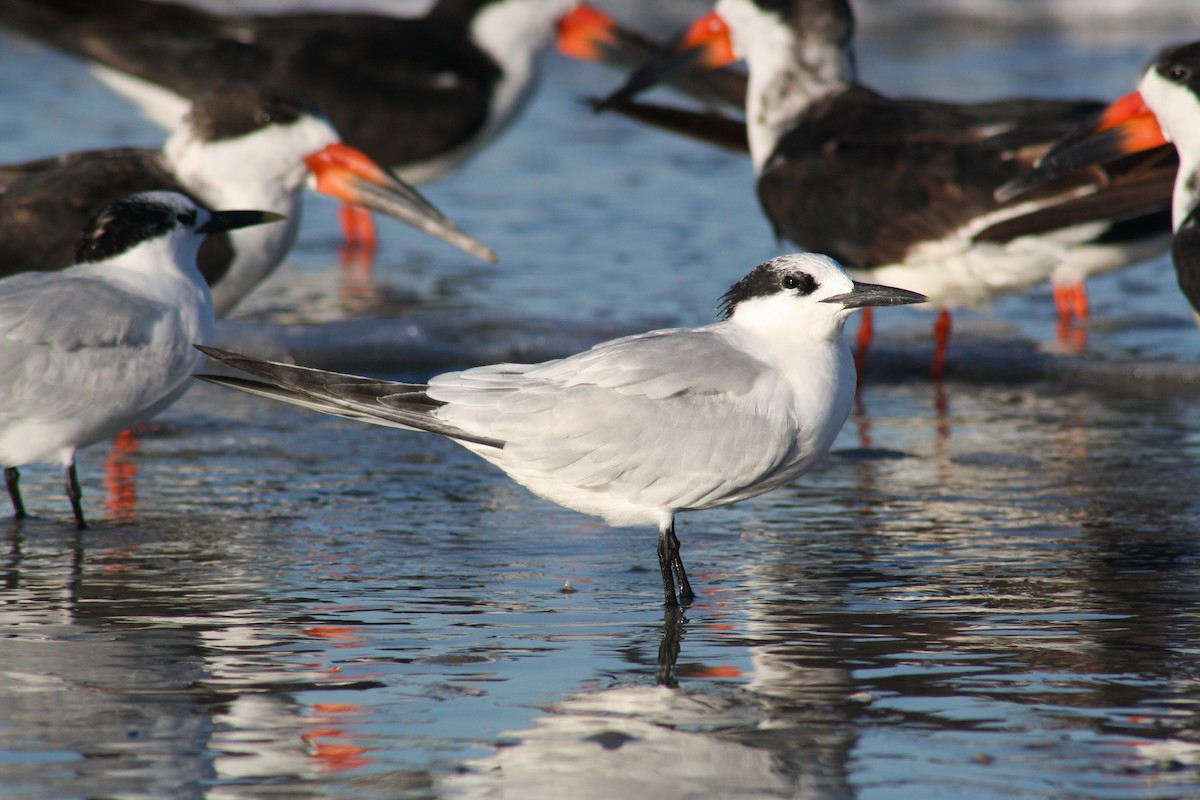 Sterne caugek - ML644523503