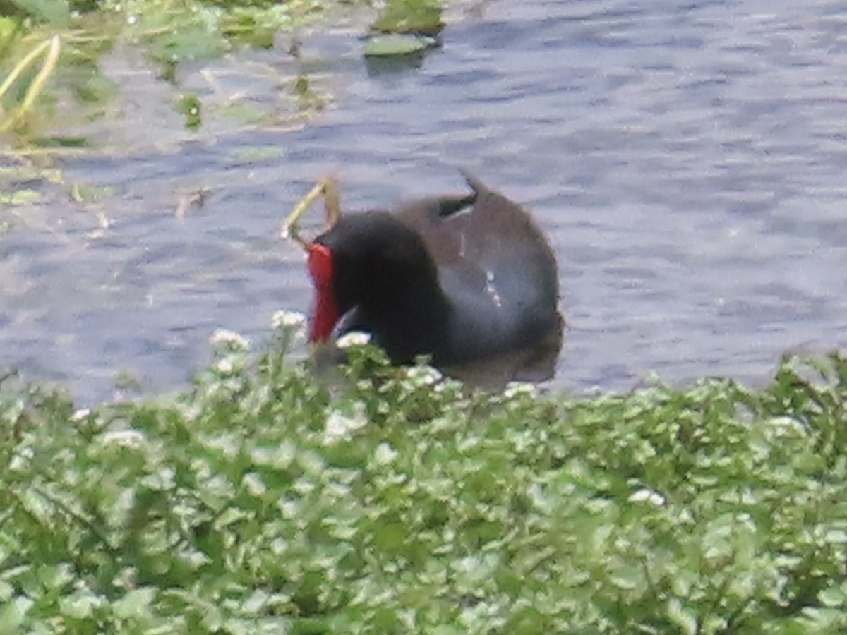 amerikasivhøne (garmani) - ML644523504