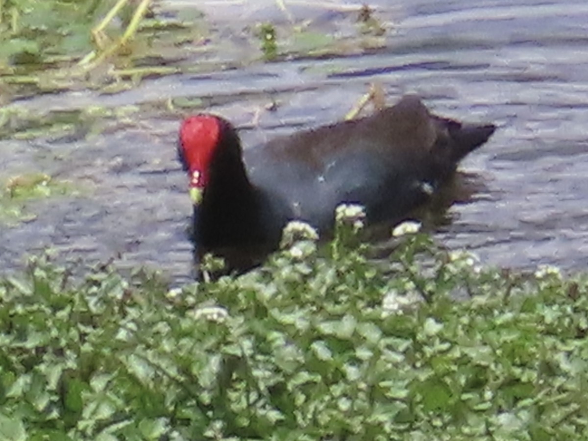 amerikasivhøne (garmani) - ML644523505