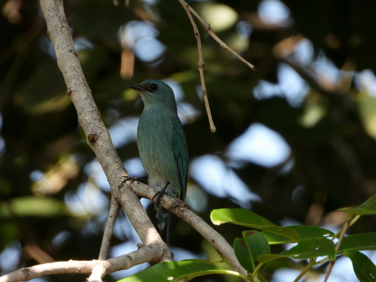 Verditer Flycatcher - ML644523516