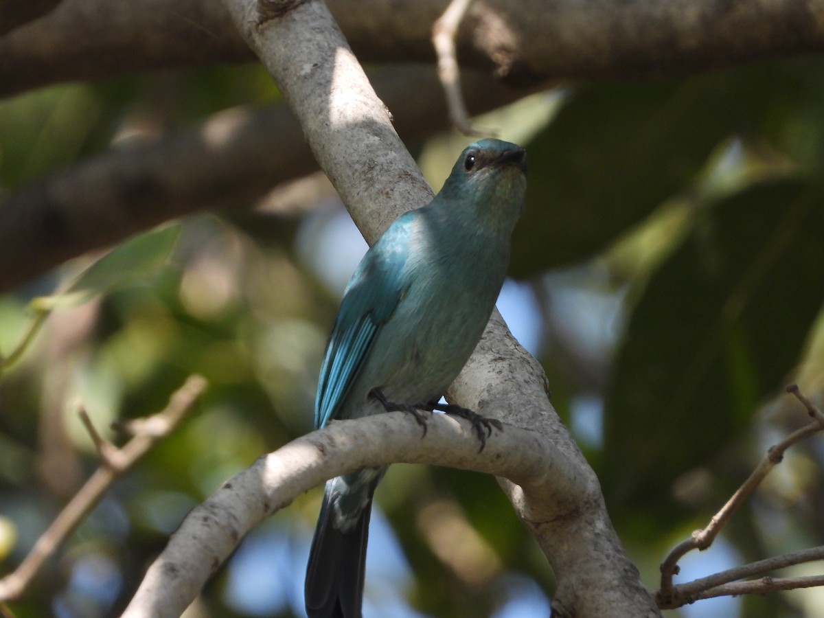 Verditer Flycatcher - ML644523517