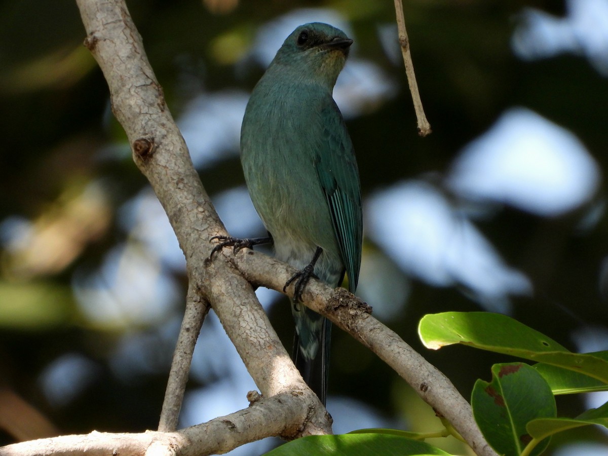 Verditer Flycatcher - ML644523518