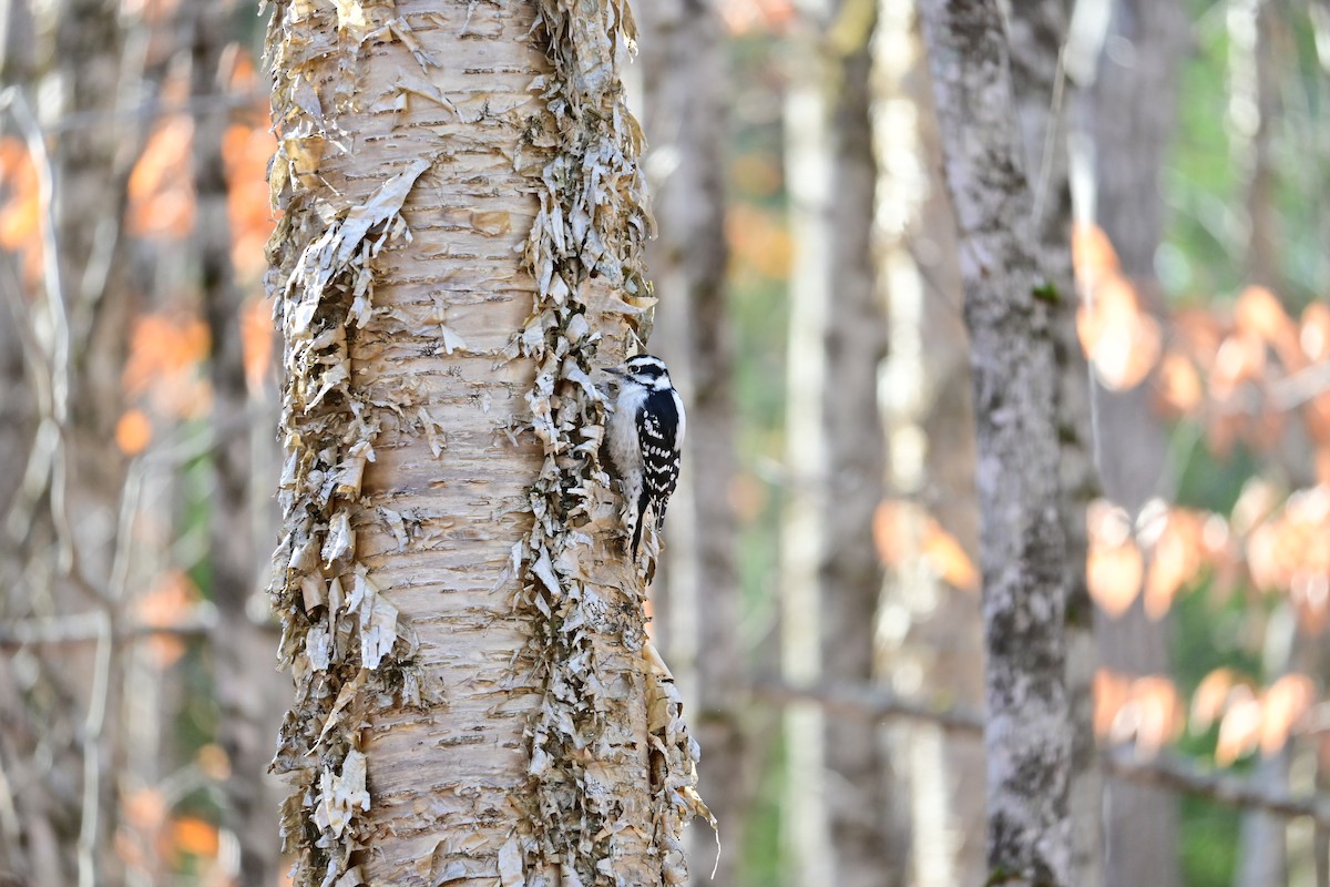 strakapoud osikový - ML644523526