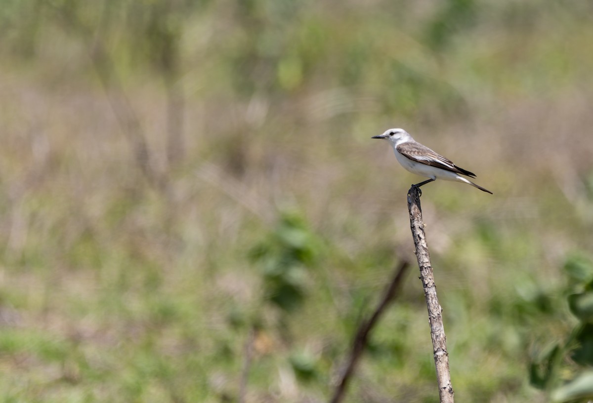 White-rumped Monjita - ML644523543