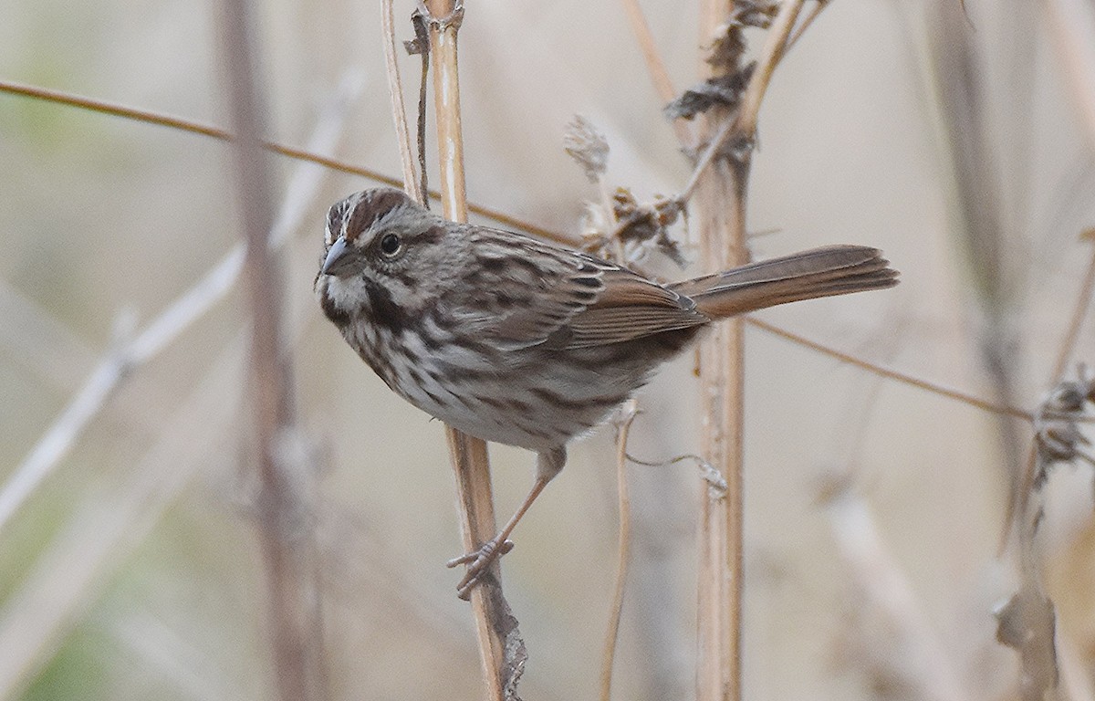 Bruant chanteur - ML644523544