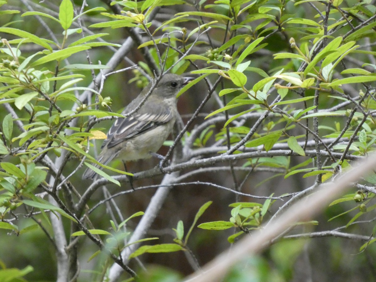 Western Spindalis - ML644523562