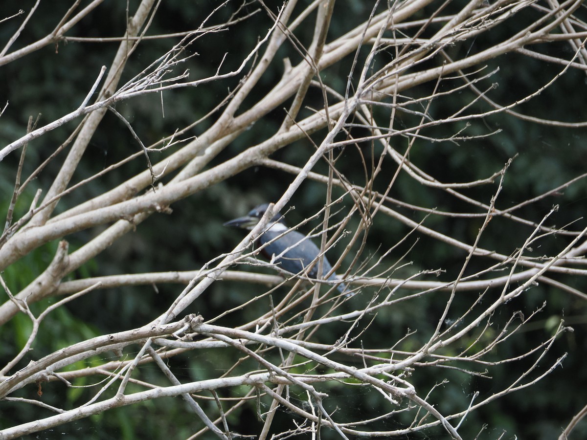 クビワヤマセミ - ML644523565