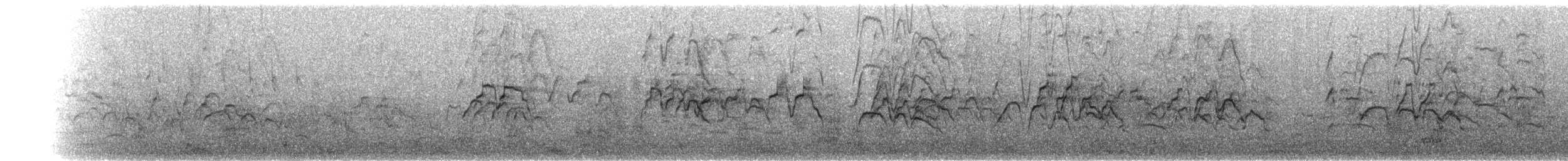 husička vdovka - ML644523572