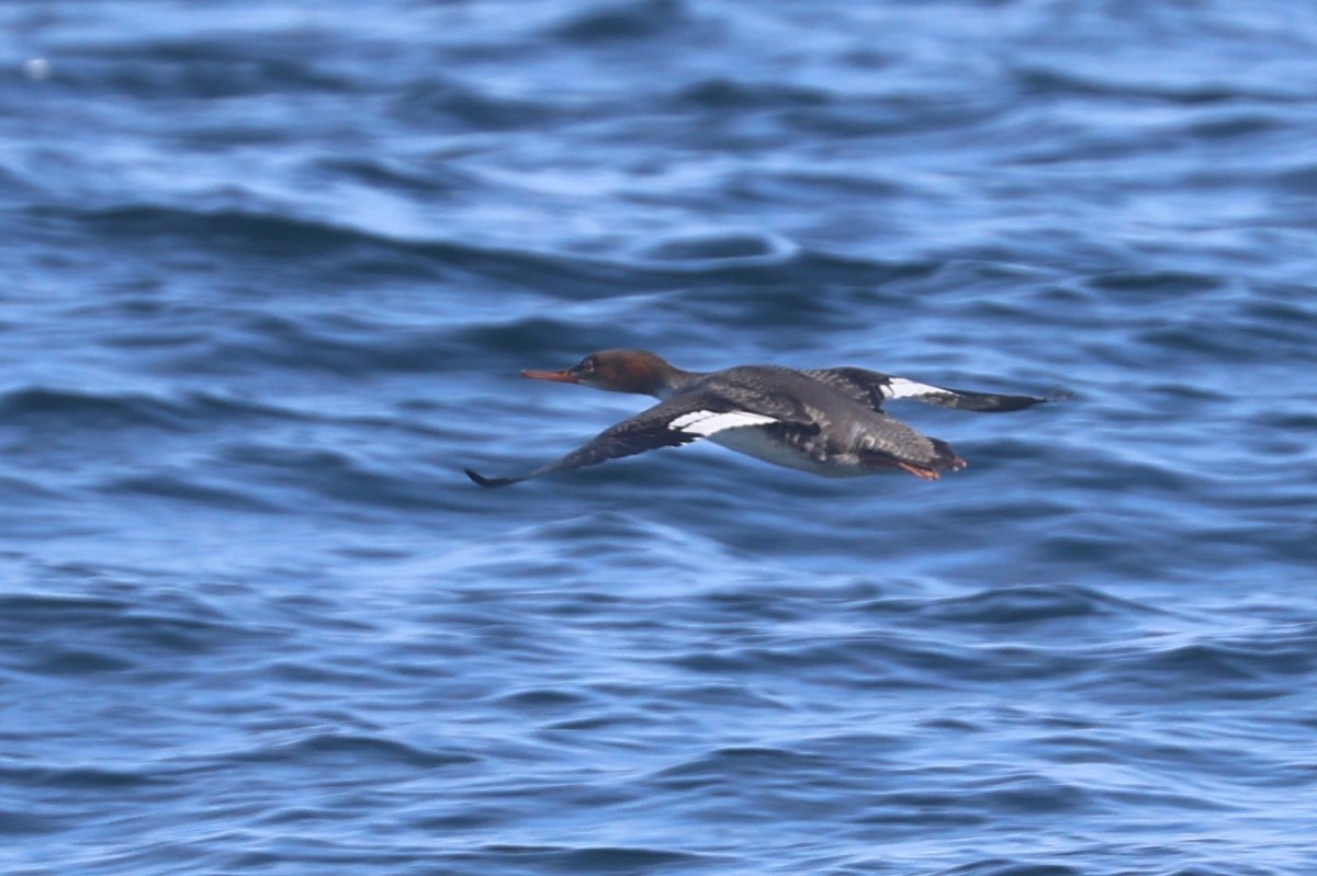 Red-breasted Merganser - ML644523578
