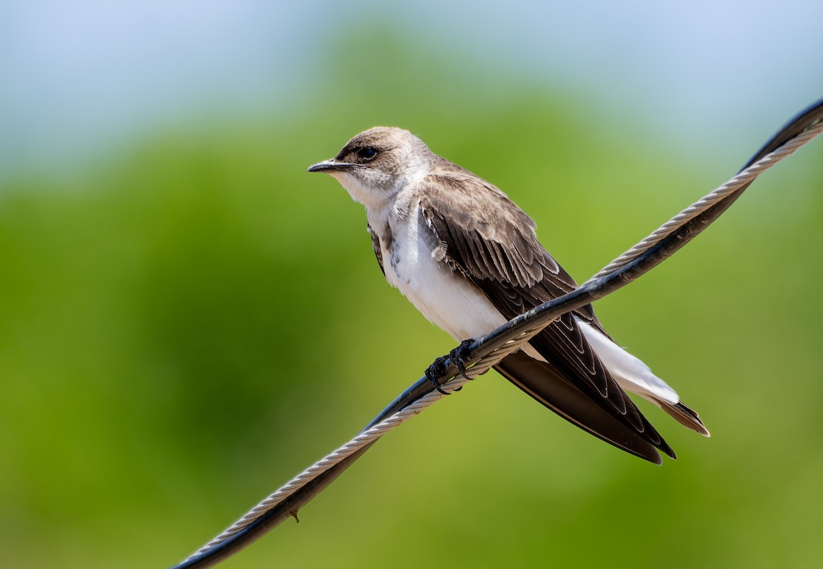 Brown-chested Martin - ML644523582