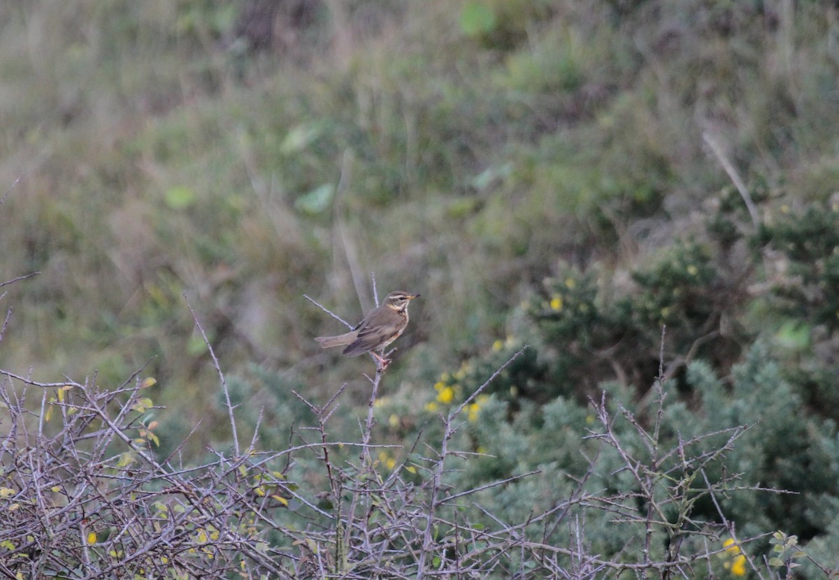 Redwing - ML644523591