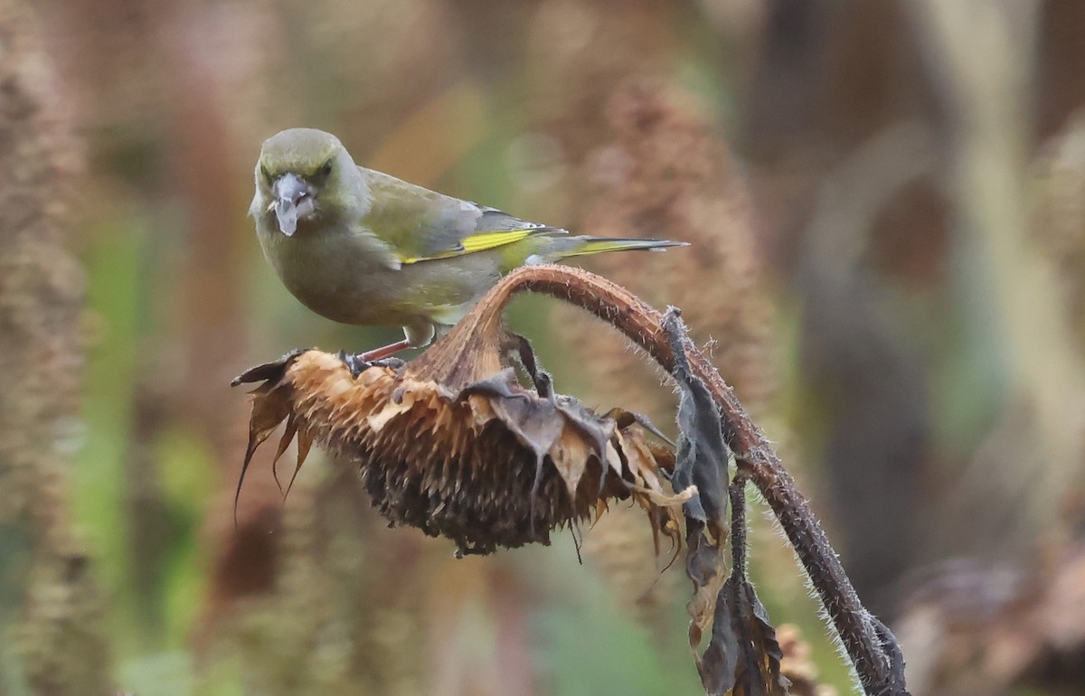 Verdier d'Europe - ML644523600