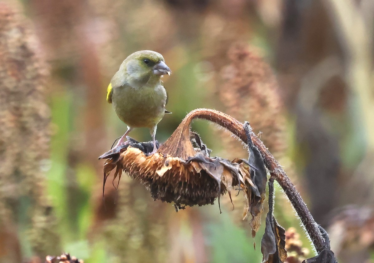 Verdier d'Europe - ML644523601