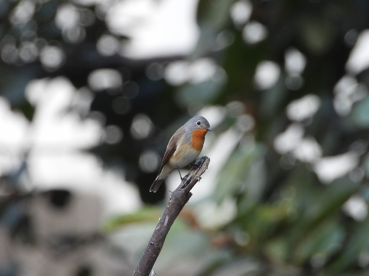 Red-breasted Flycatcher - ML644523605