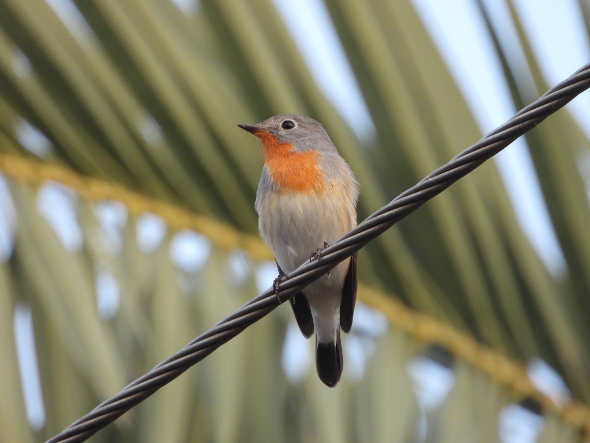Red-breasted Flycatcher - ML644523606