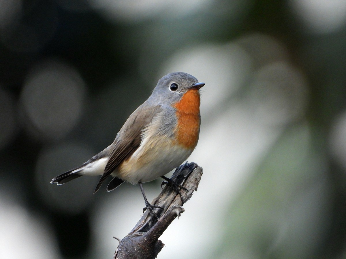 Red-breasted Flycatcher - ML644523607
