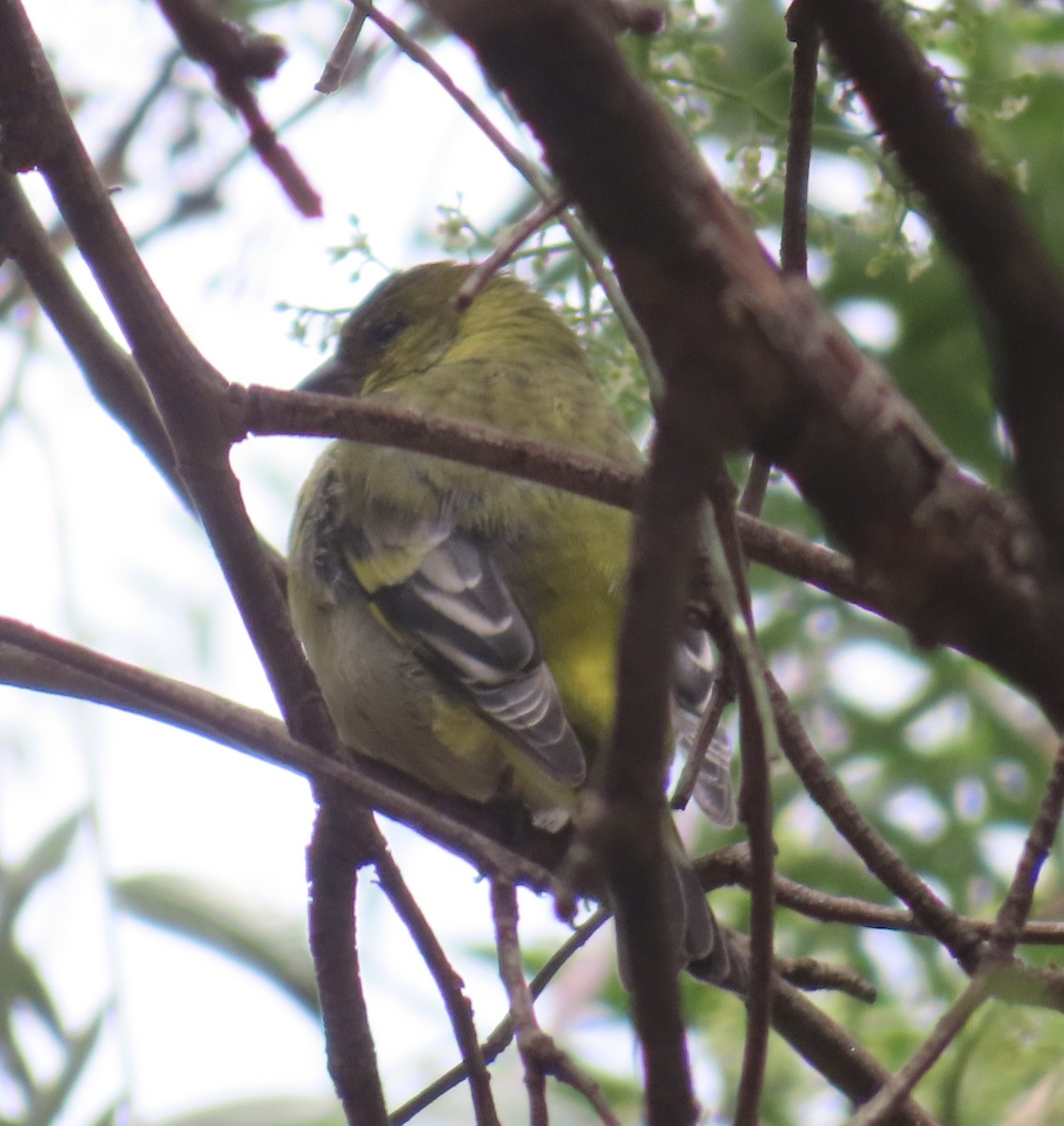 Hooded Siskin - ML644523610