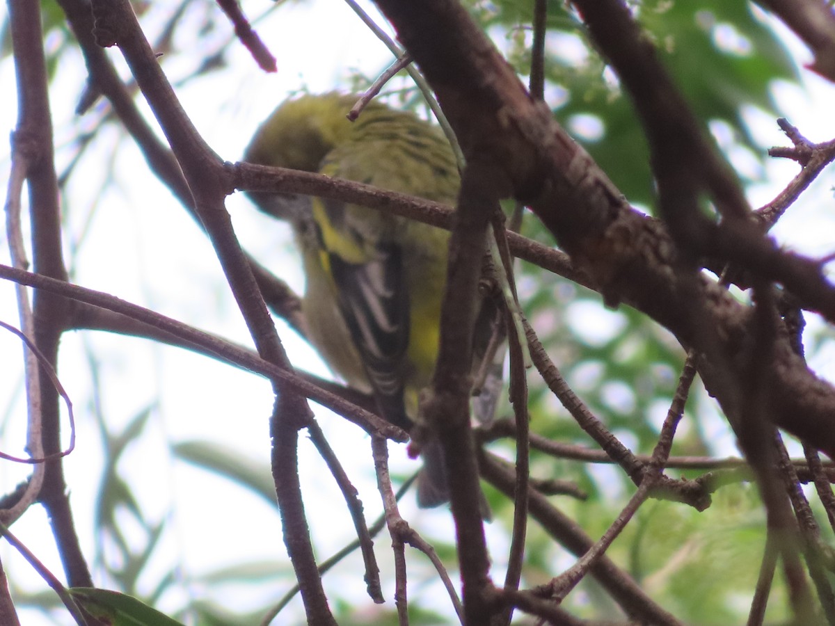 Hooded Siskin - ML644523611