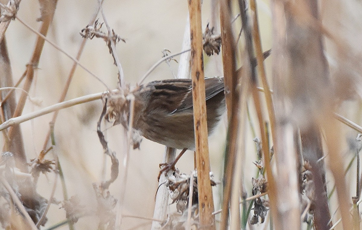 Bruant des marais - ML644523630