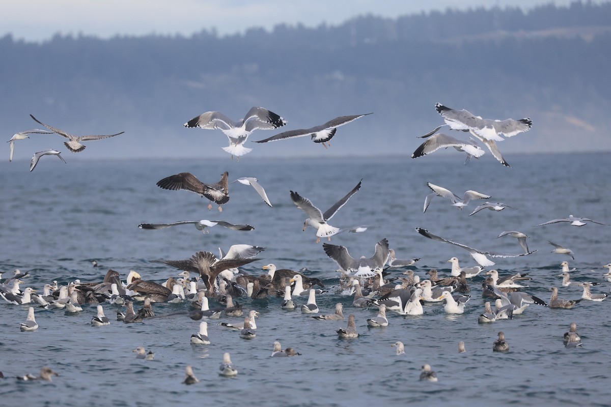 Bonaparte's Gull - ML644523631