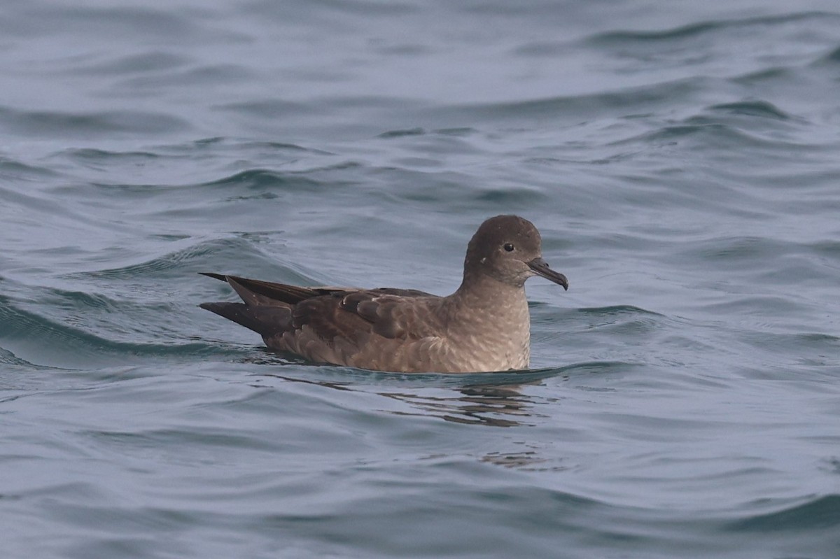 Short-tailed Shearwater - ML644523641