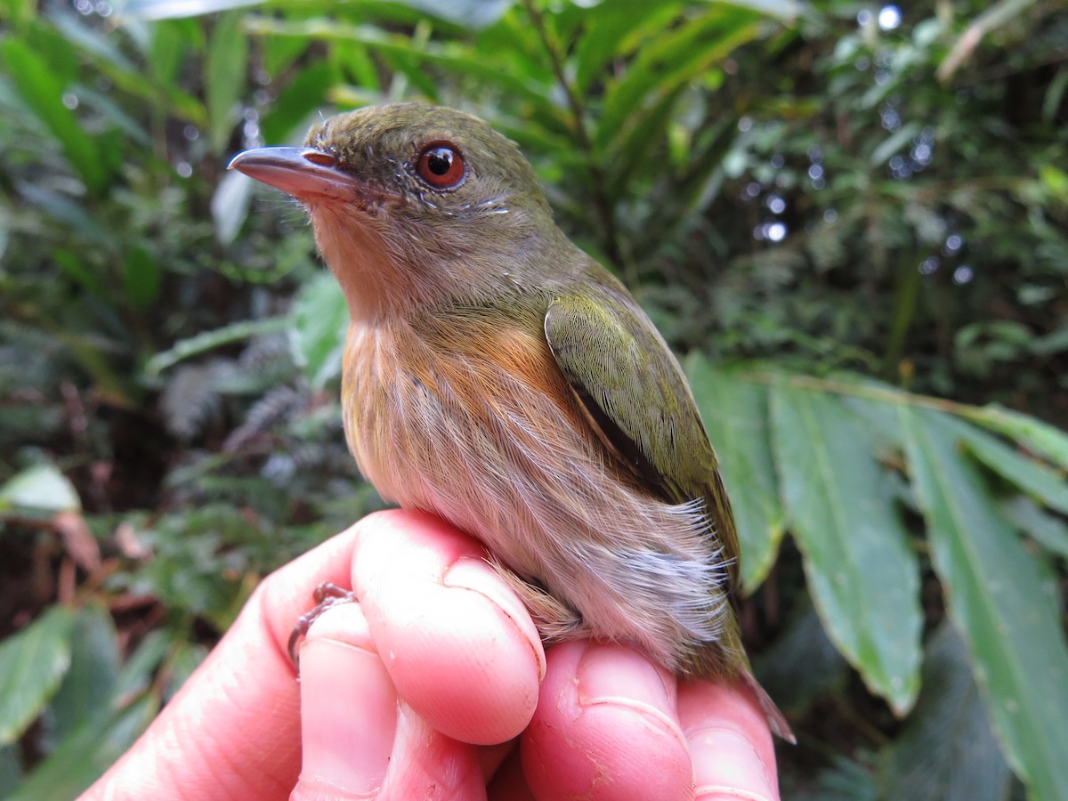 Striolated Manakin - ML644523652
