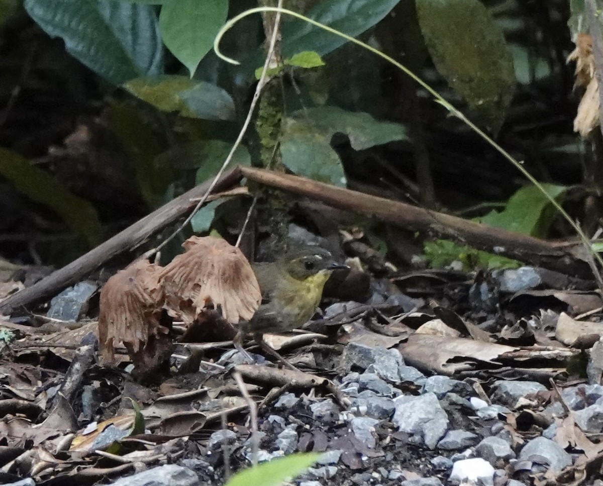 Yellow-throated Scrubwren - ML644523653
