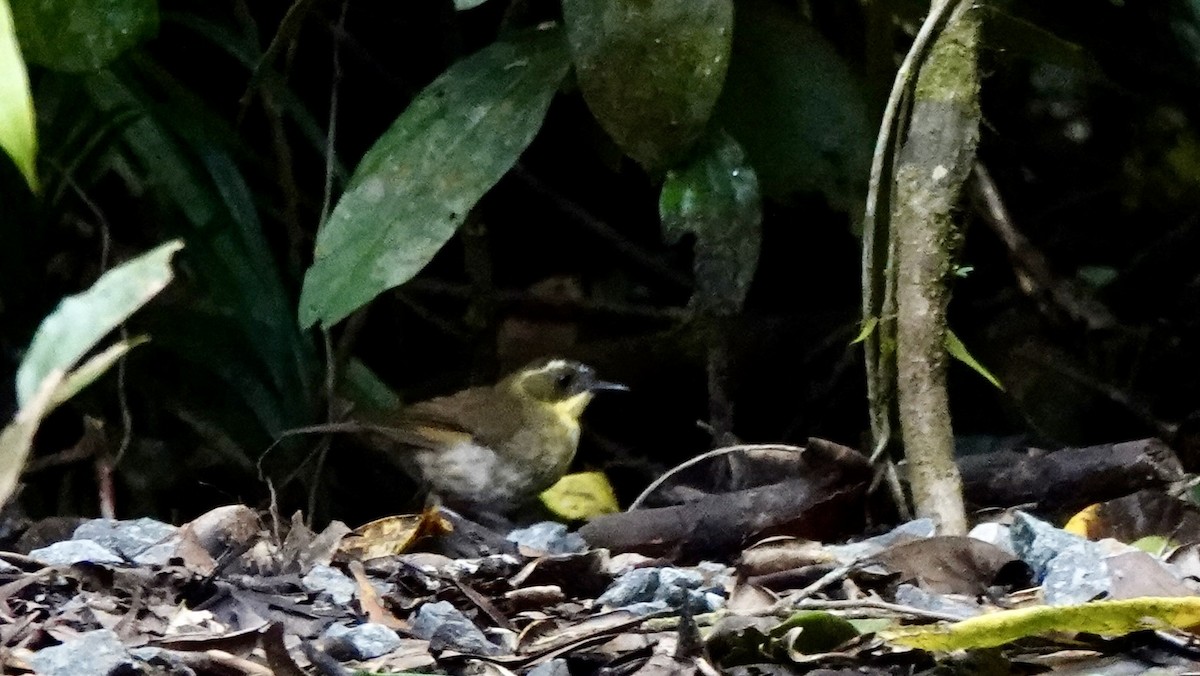 Yellow-throated Scrubwren - ML644523654
