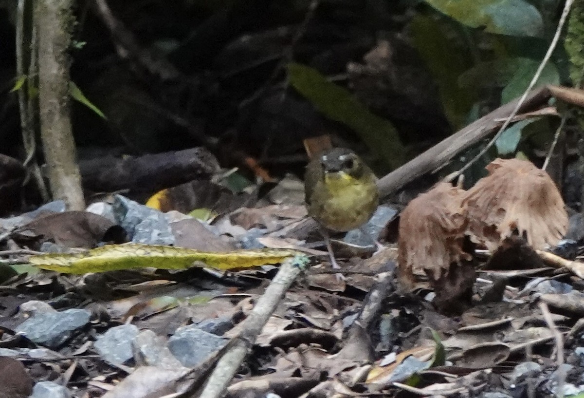 Yellow-throated Scrubwren - ML644523655