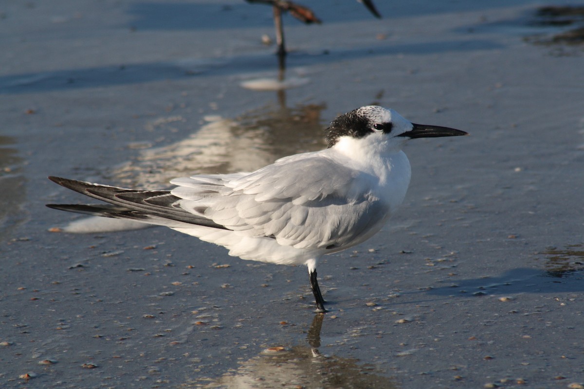 Sterne caugek - ML644523665