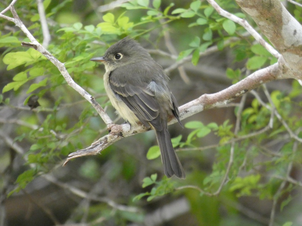 Cuban Pewee - ML644523666
