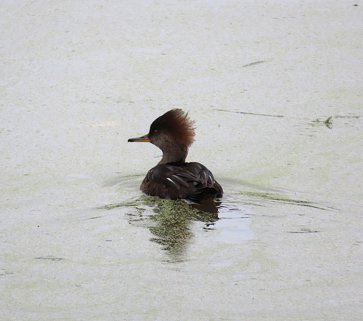 Hooded Merganser - ML644523684