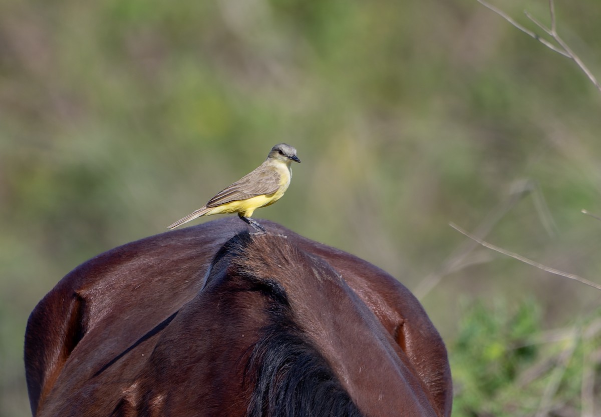 Cattle Tyrant - ML644523685