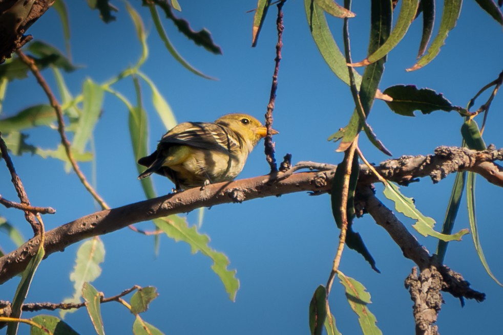 vestpiranga - ML644523686