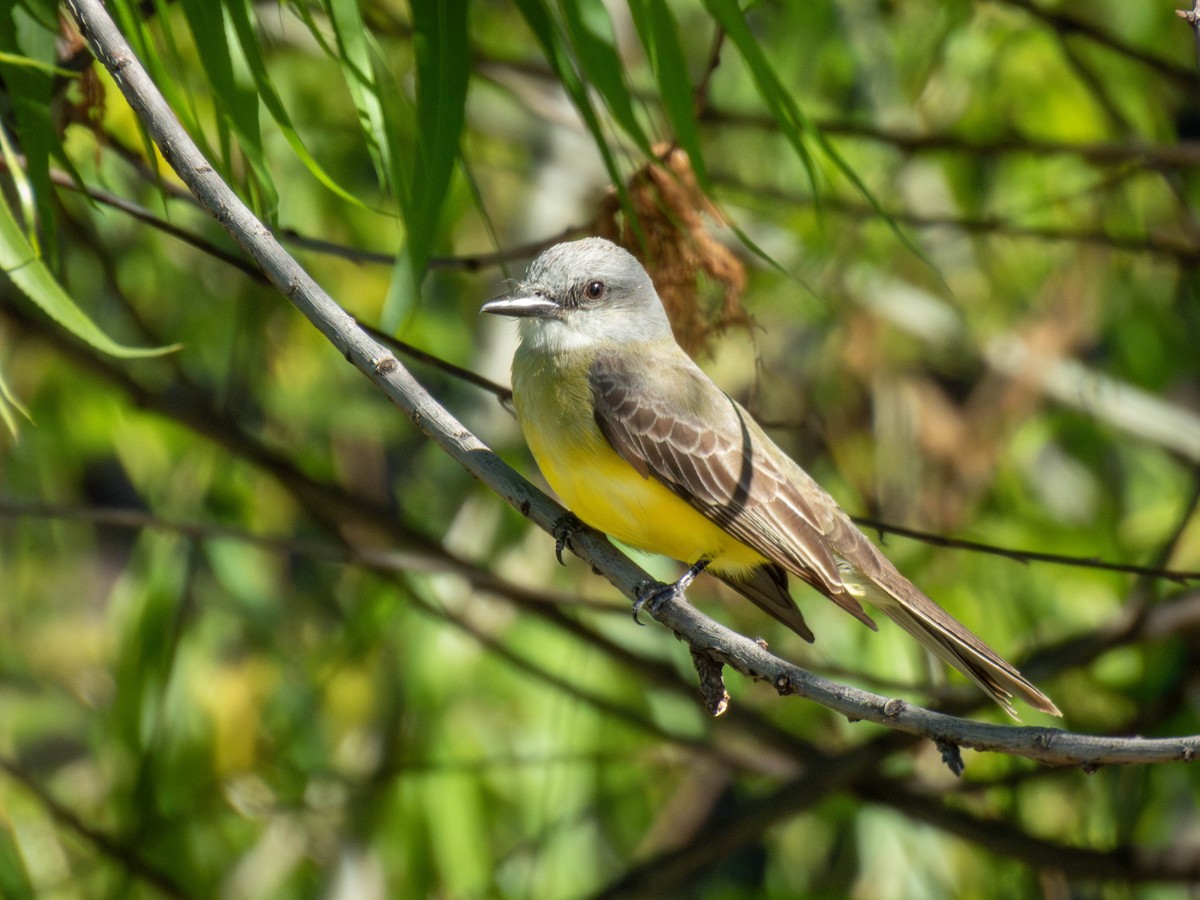 Tropical Kingbird - ML644523689