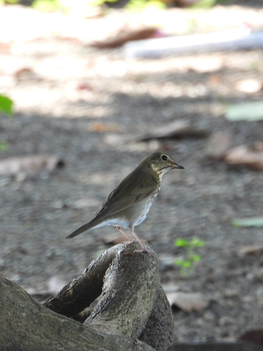 Swainson's Thrush - ML644523691