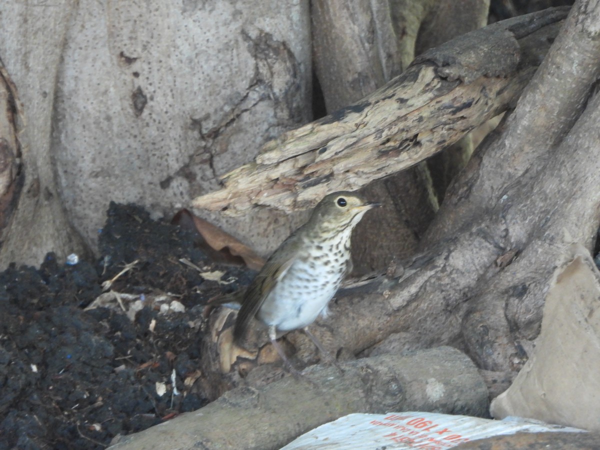 Swainson's Thrush - ML644523692