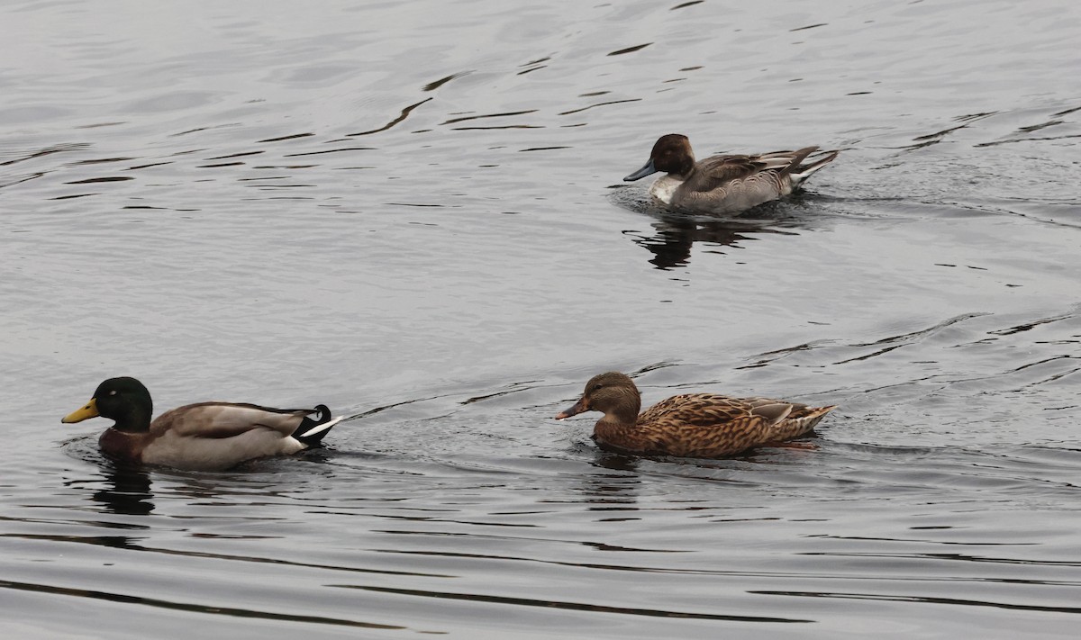 Northern Pintail - ML644523698
