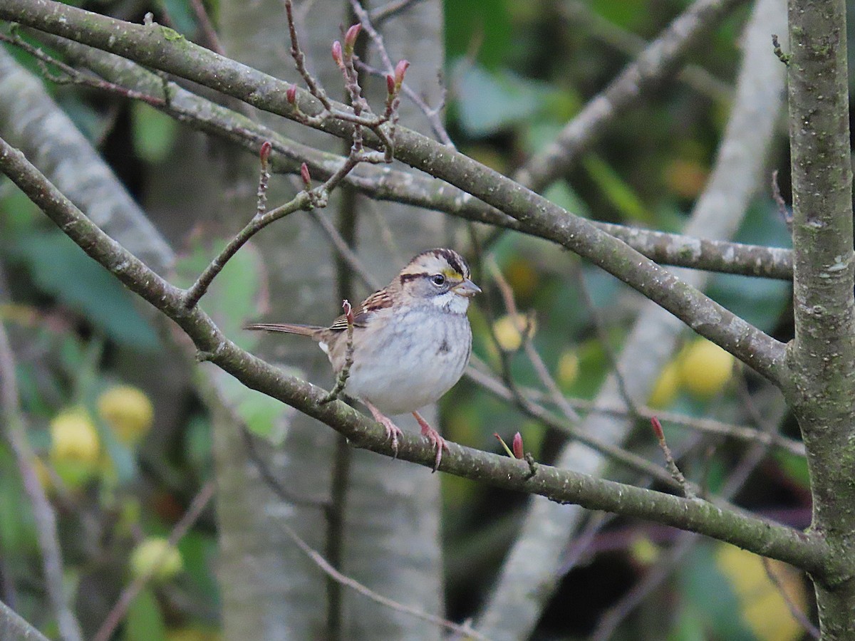 White-throated Sparrow - ML644523699
