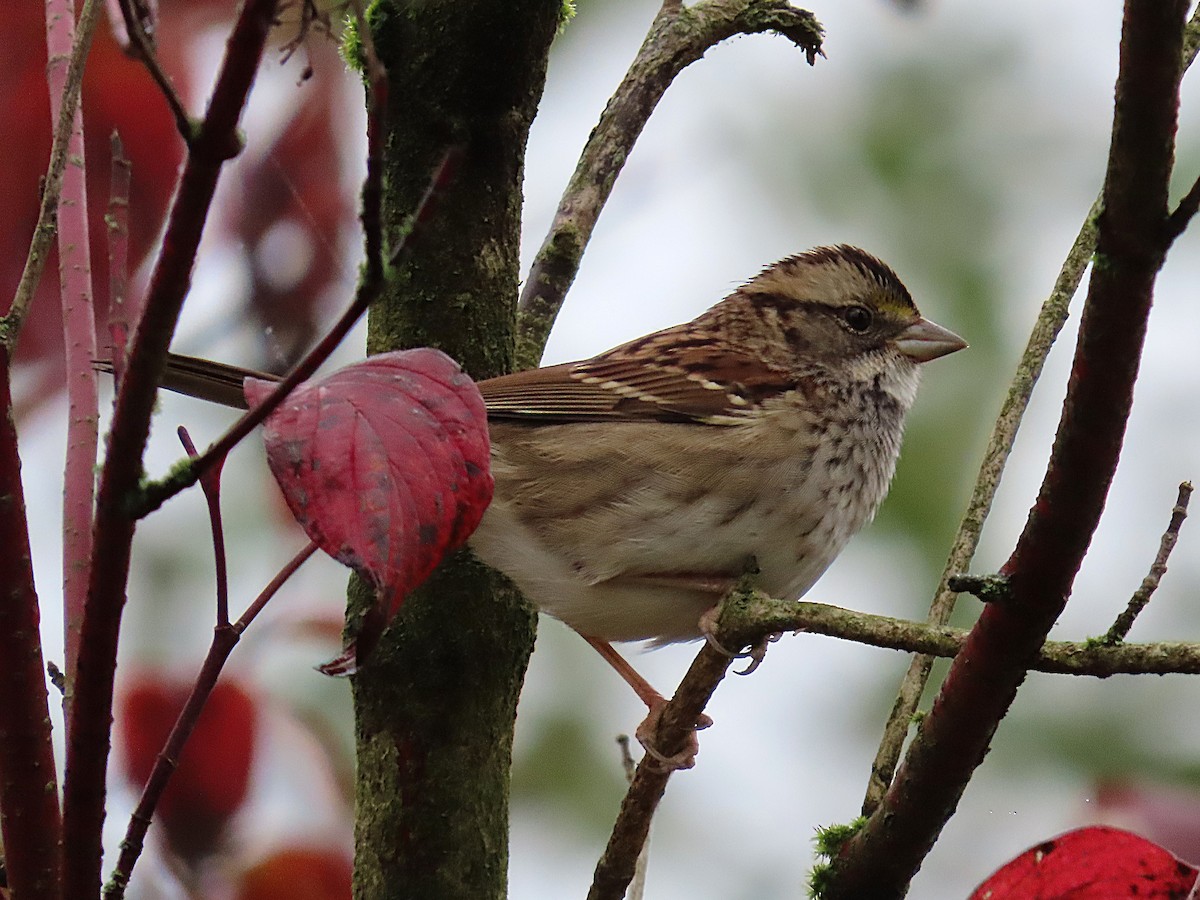 White-throated Sparrow - ML644523706