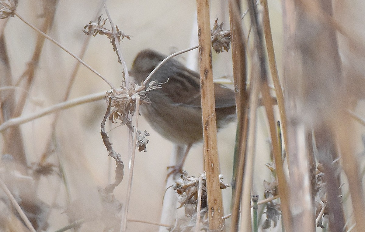 Bruant des marais - ML644523708