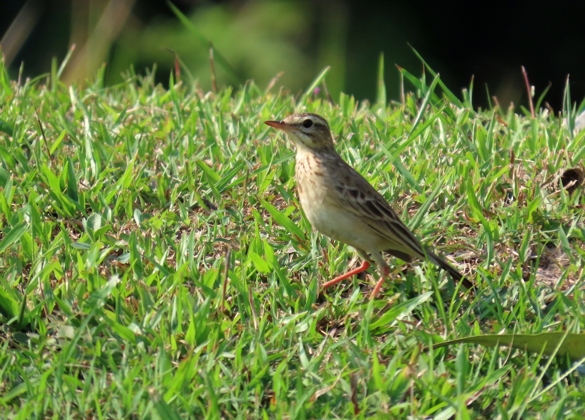 Bisbita Oriental - ML644523710