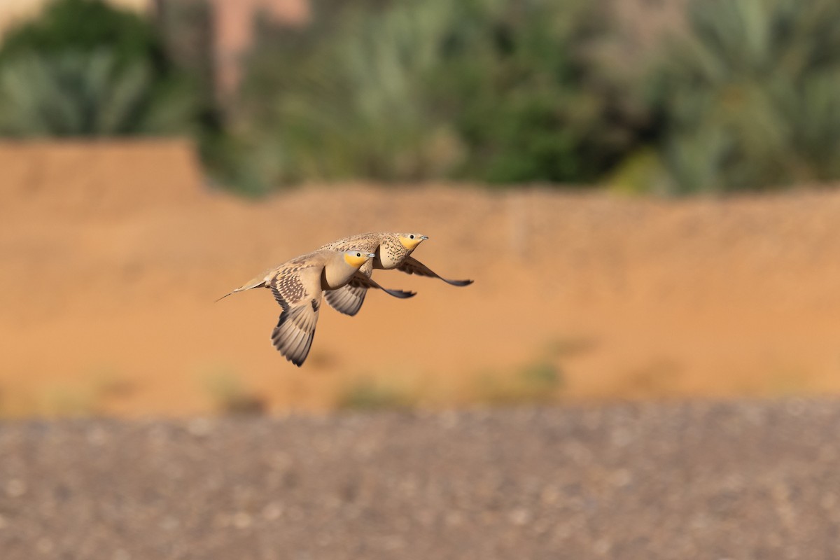 Spotted Sandgrouse - ML644523721