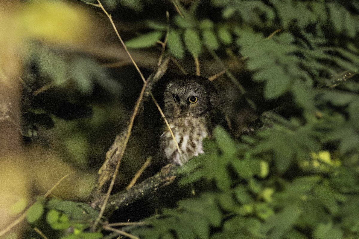 Northern Saw-whet Owl - ML644523725