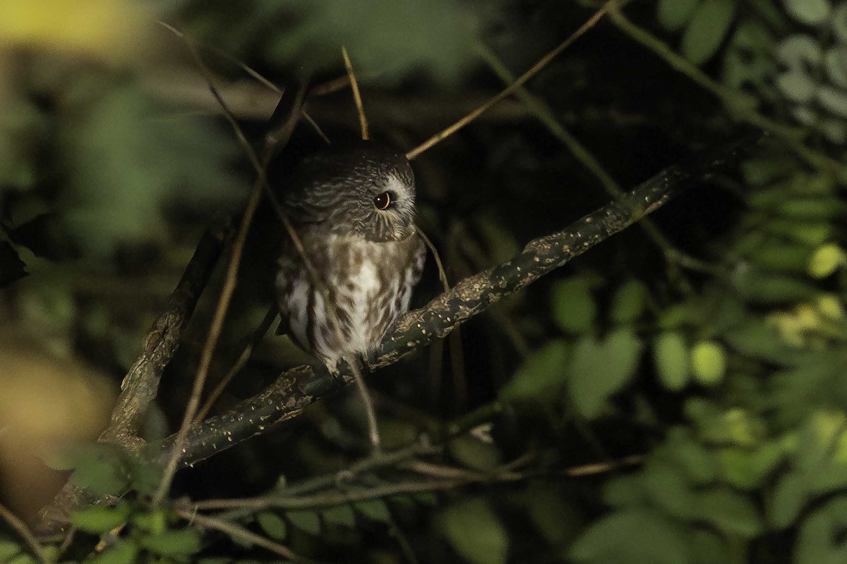 Northern Saw-whet Owl - ML644523726