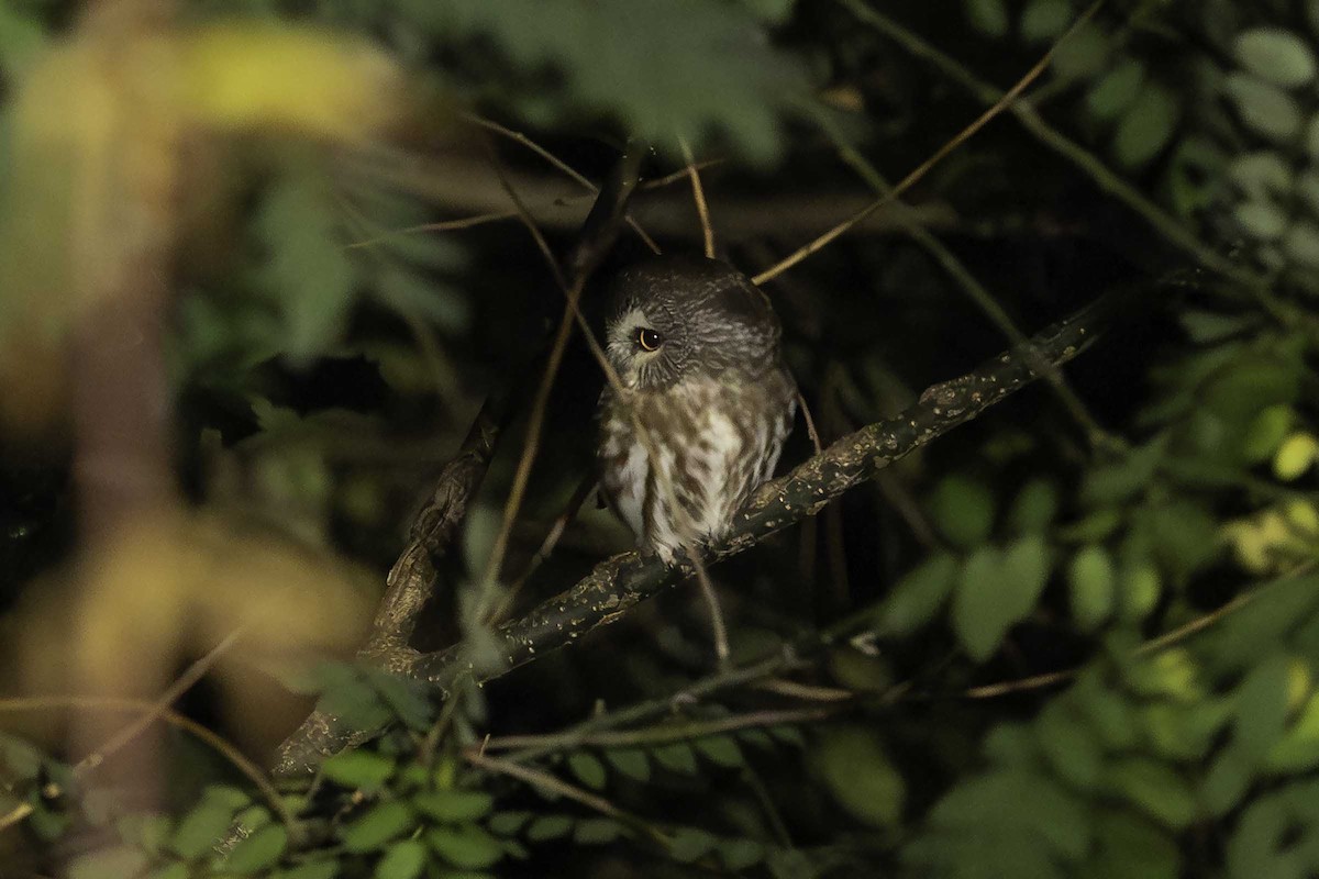 Northern Saw-whet Owl - ML644523727