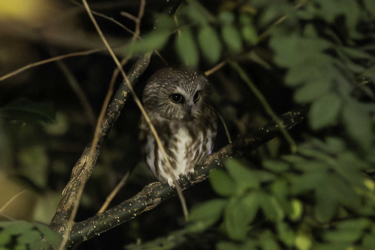 Northern Saw-whet Owl - ML644523728