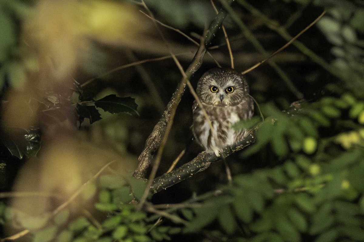 Northern Saw-whet Owl - ML644523729