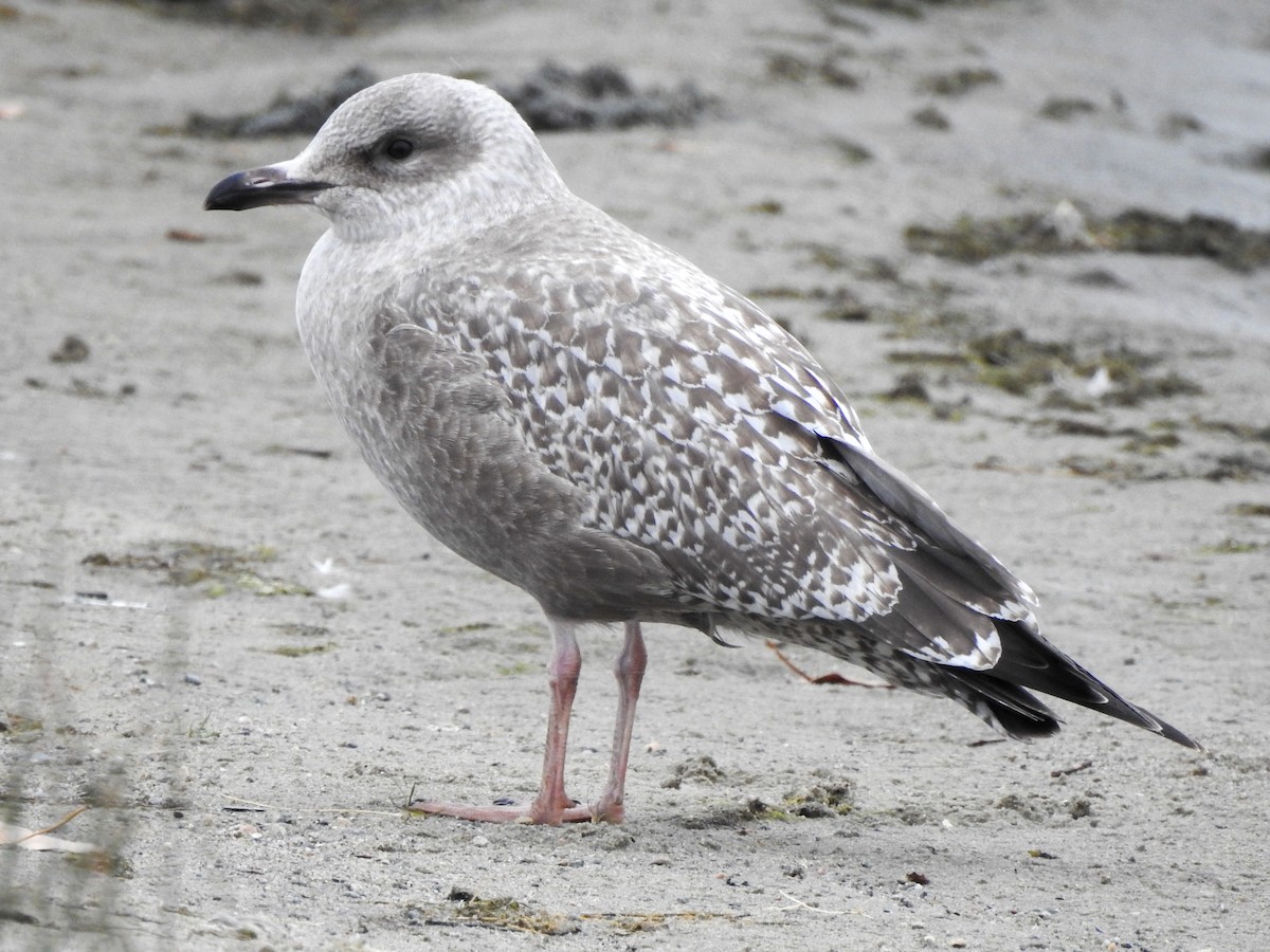 American Herring Gull - ML644523735