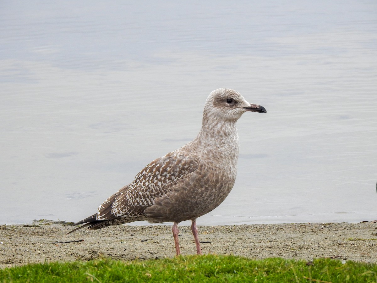 American Herring Gull - ML644523736
